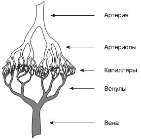 Исцеление и профилактика сосудистых заболеваний. Учение Травинки