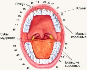 Забыть стоматологов. Диеты. Симперцептинг