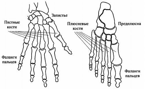 Сам себе Су Джок доктор