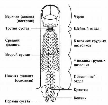 Сам себе Су Джок доктор