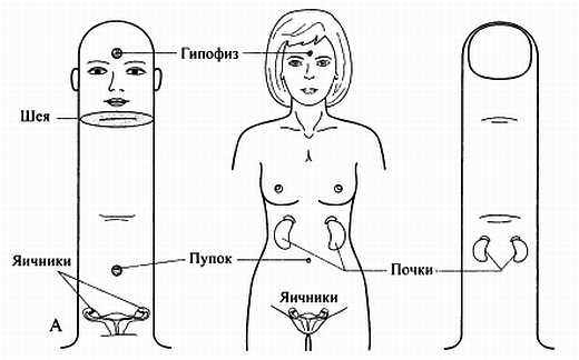 Сам себе Су Джок доктор