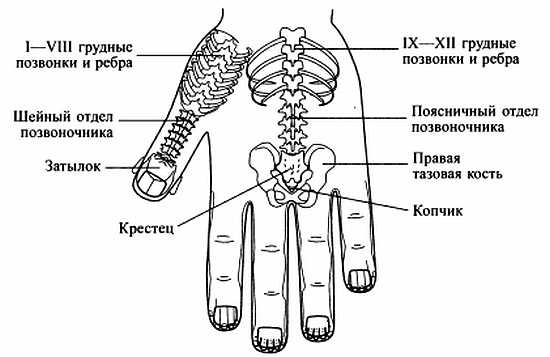 Сам себе Су Джок доктор