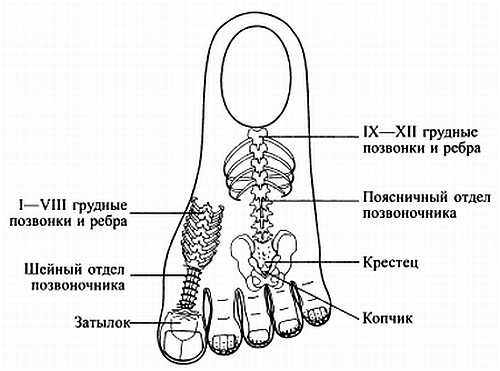 Сам себе Су Джок доктор