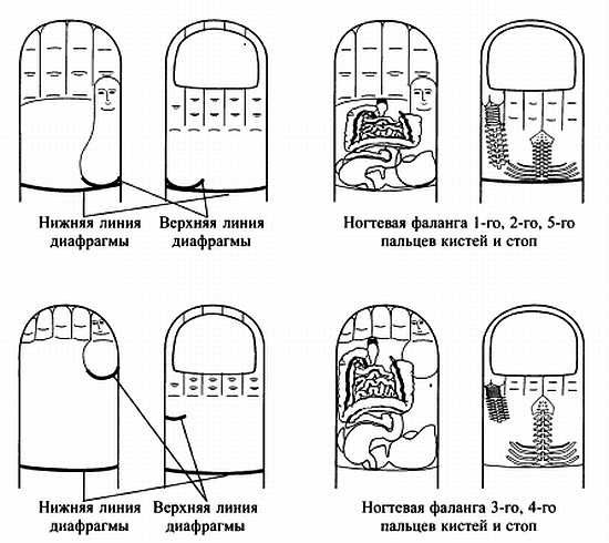 Сам себе Су Джок доктор