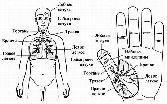 Сам себе Су Джок доктор