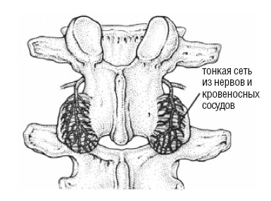 Настольная книга для тех, у кого болит спина