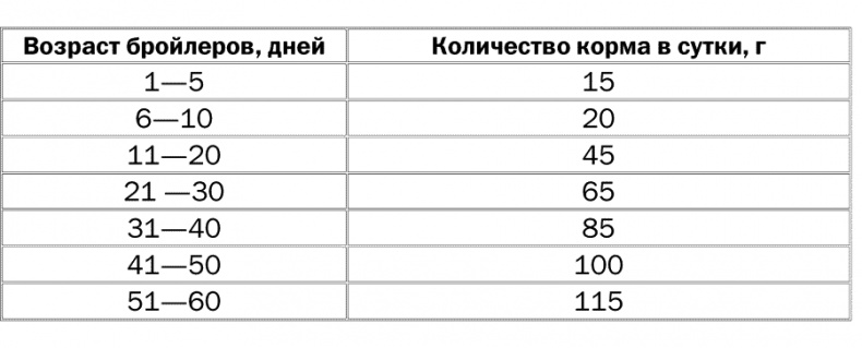 Разведение и выращивание кур обычных пород и бройлеров