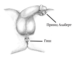 Энциклопедия Пирсинга. Настольная книга мастера и клиента