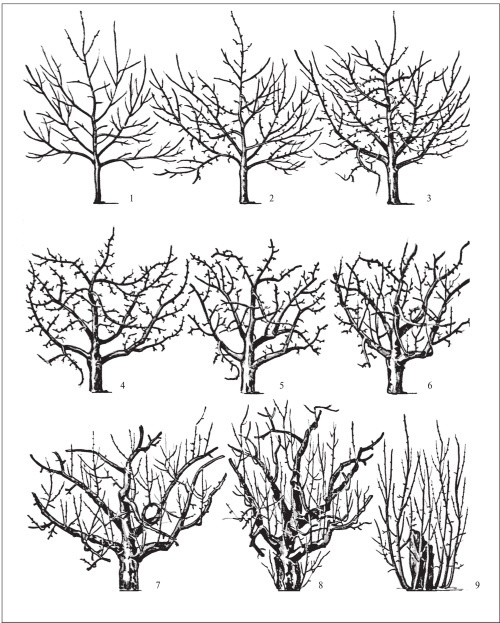 Формирование и обрезка садовых деревьев