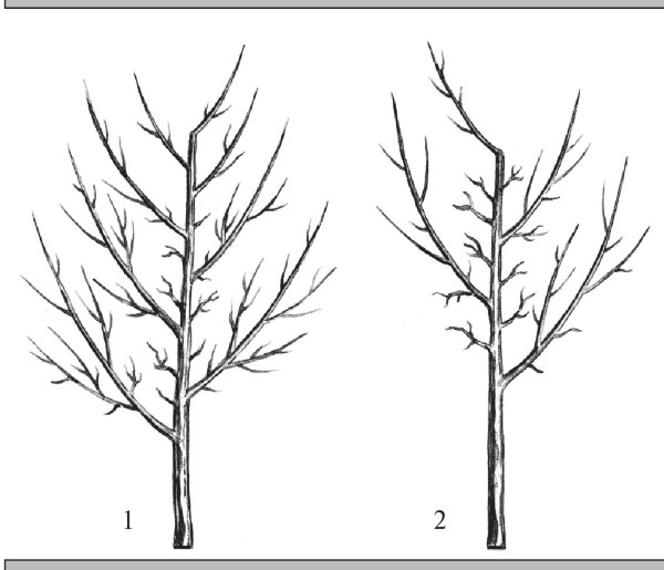 Формирование и обрезка садовых деревьев