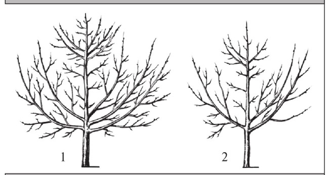 Формирование и обрезка садовых деревьев
