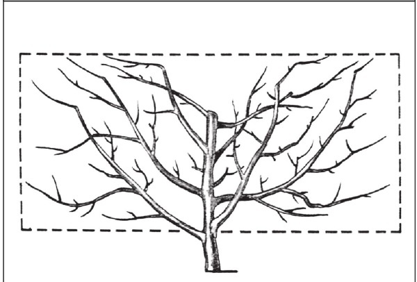 Формирование и обрезка садовых деревьев