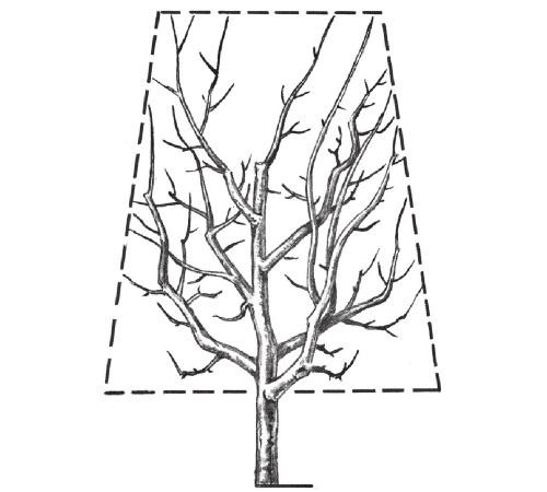 Формирование и обрезка садовых деревьев