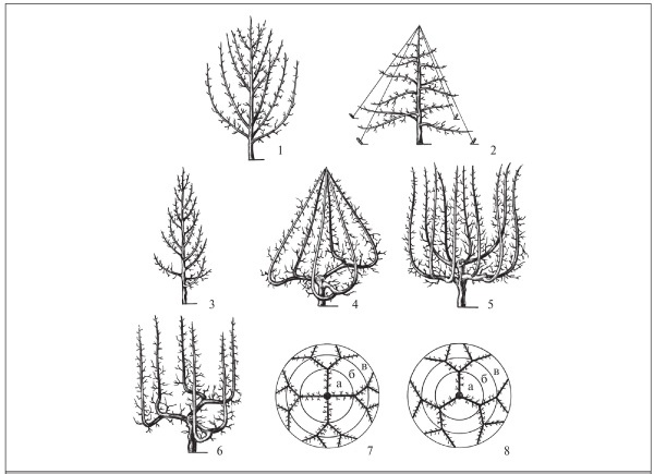 Формирование и обрезка садовых деревьев