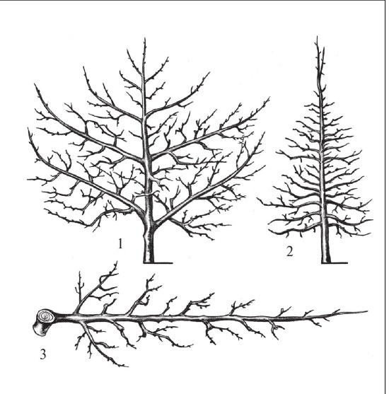 Формирование и обрезка садовых деревьев