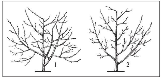 Формирование и обрезка садовых деревьев