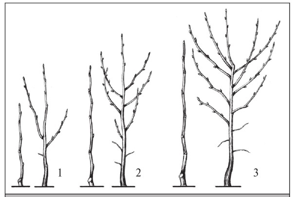 Формирование и обрезка садовых деревьев