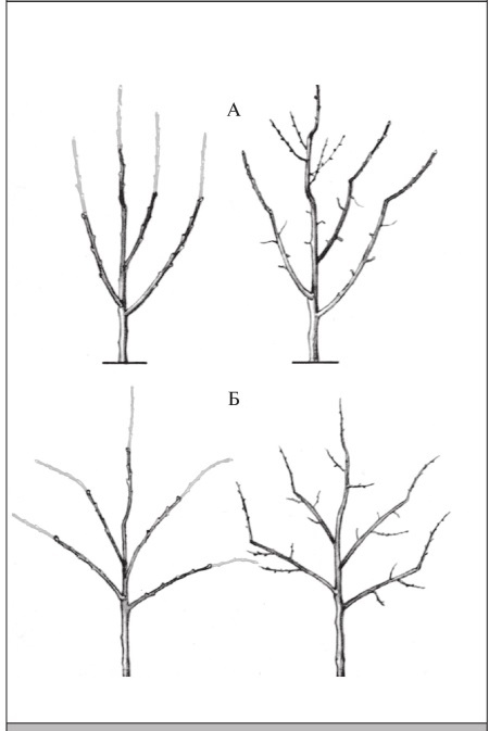 Формирование и обрезка садовых деревьев