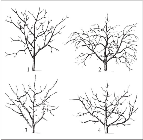 Формирование и обрезка садовых деревьев