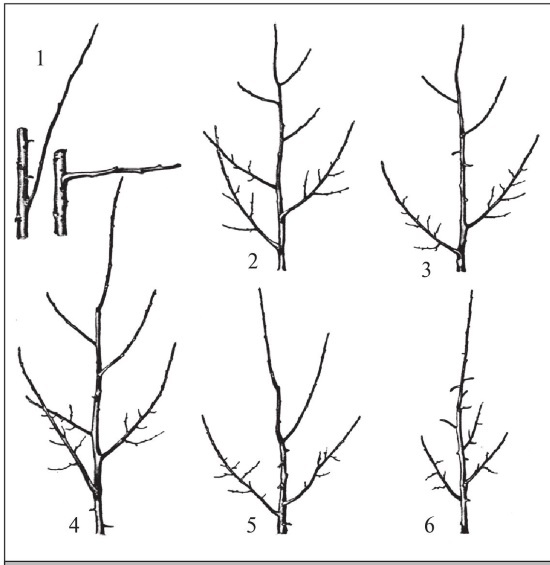 Формирование и обрезка садовых деревьев