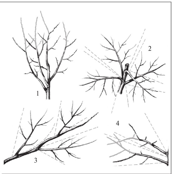 Формирование и обрезка садовых деревьев