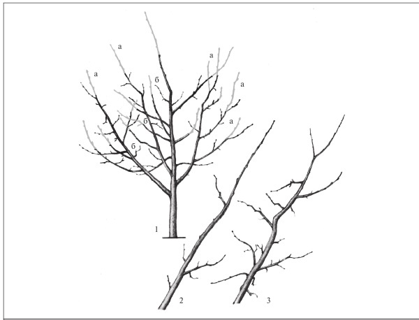 Формирование и обрезка садовых деревьев