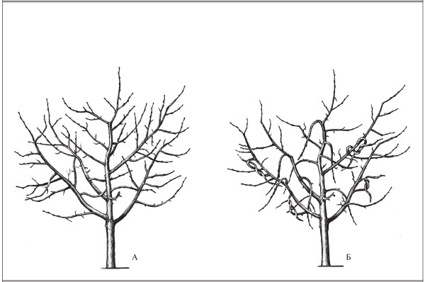 Формирование и обрезка садовых деревьев
