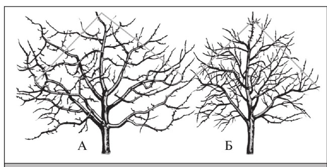 Формирование и обрезка садовых деревьев