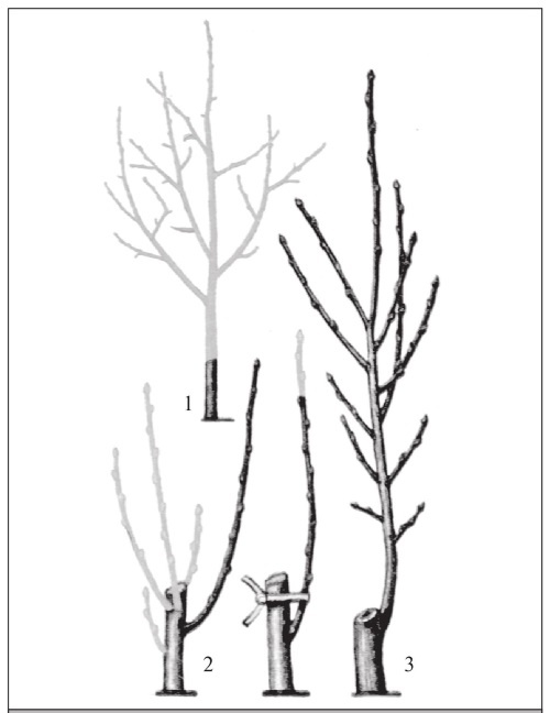 Формирование и обрезка садовых деревьев