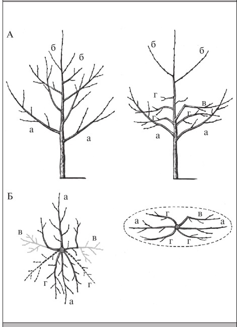 Формирование и обрезка садовых деревьев