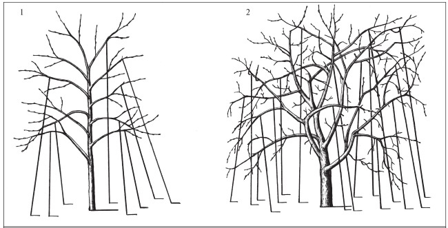 Формирование и обрезка садовых деревьев
