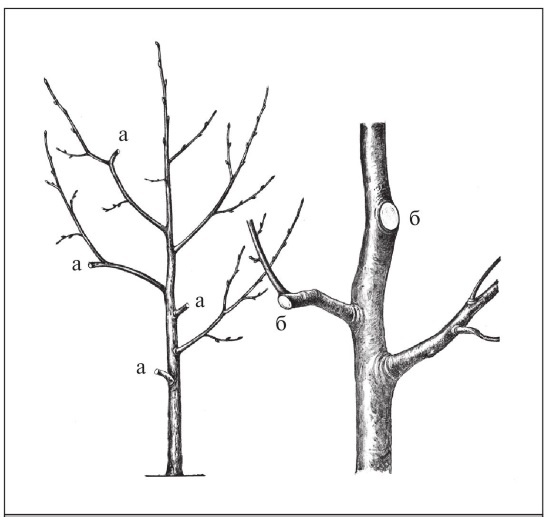 Формирование и обрезка садовых деревьев