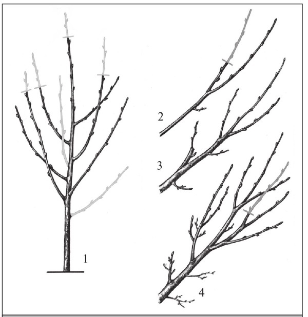 Формирование и обрезка садовых деревьев