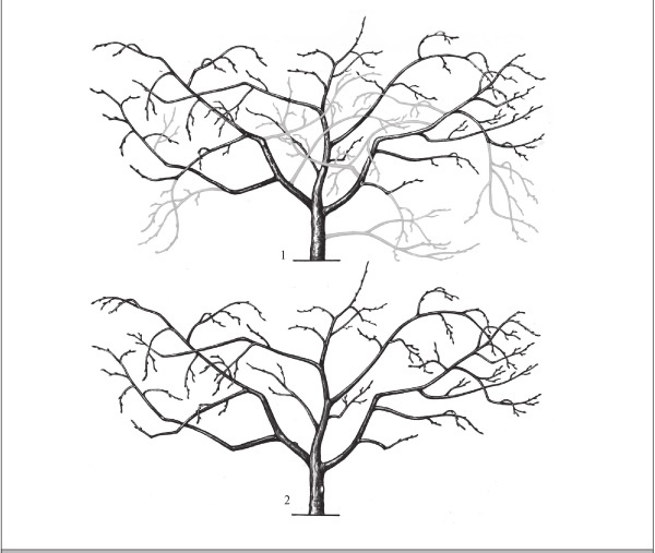 Формирование и обрезка садовых деревьев
