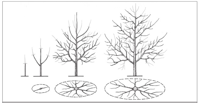 Формирование и обрезка садовых деревьев