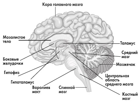 Вся правда о гормонах и не только