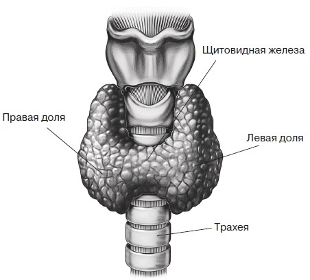 Вся правда о гормонах и не только