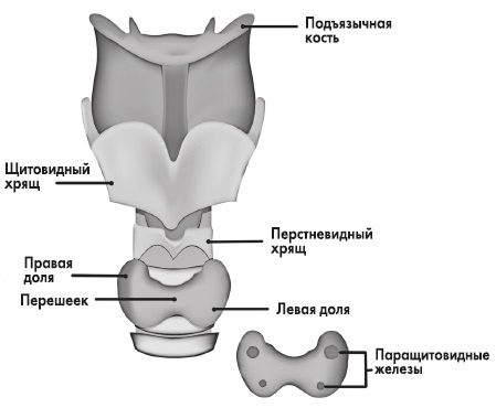 Вся правда о гормонах и не только