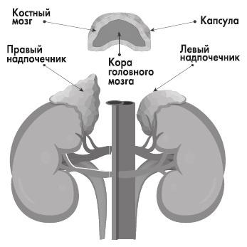 Вся правда о гормонах и не только