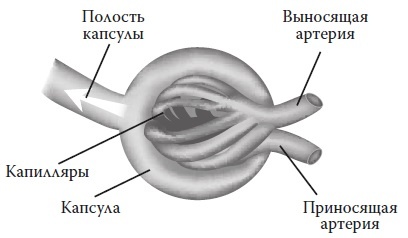 Вся правда о гормонах и не только