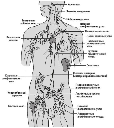 Вся правда о гормонах и не только