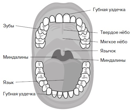 Вся правда о гормонах и не только