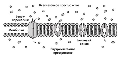 Вся правда о гормонах и не только