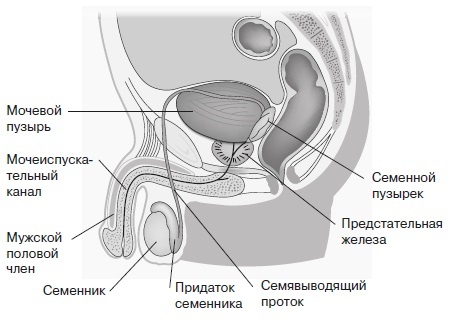 Вся правда о гормонах и не только