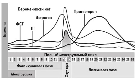 Вся правда о гормонах и не только