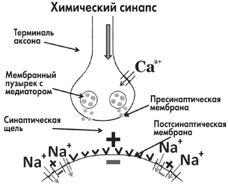 Вся правда о гормонах и не только