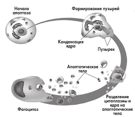 Вся правда о гормонах и не только