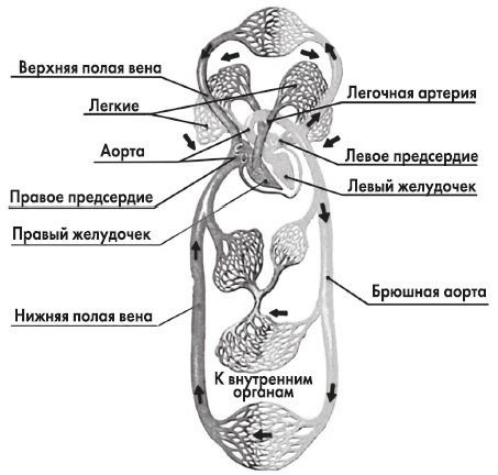 Вся правда о гормонах и не только