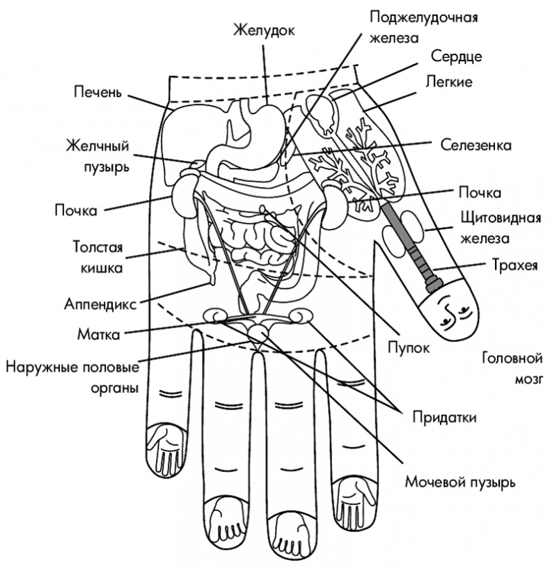 Су-Джок лечит. Мигрень, кашель, боль в спине, тяжесть в желудке