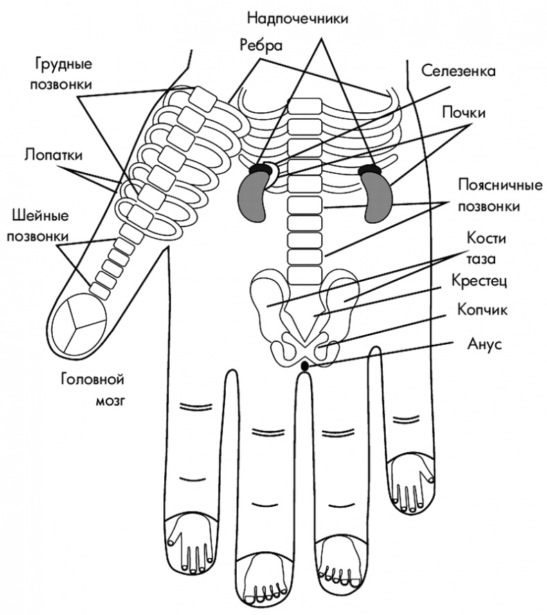 Су-Джок лечит. Мигрень, кашель, боль в спине, тяжесть в желудке